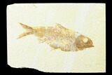 Fossil Fish (Knightia) - Wyoming #143448-1